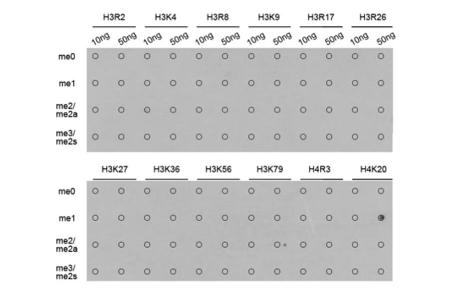 Anti-Histone H4 (Mono-Methyl K20) Antibody from Bioworld Technology (BS8449) - Antibodies.com