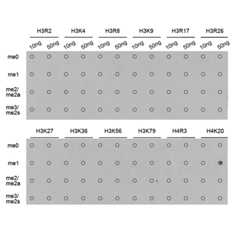 Anti-Histone H4 (Mono-Methyl K20) Antibody from Bioworld Technology (BS8449) - Antibodies.com