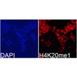 Anti-Histone H4 (Mono-Methyl K20) Antibody from Bioworld Technology (BS8449) - Antibodies.com