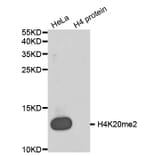 Anti-Histone H4 (Di-Methyl K20) Antibody from Bioworld Technology (BS8450) - Antibodies.com