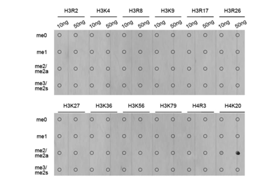 Anti-Histone H4 (Di-Methyl K20) Antibody from Bioworld Technology (BS8450) - Antibodies.com
