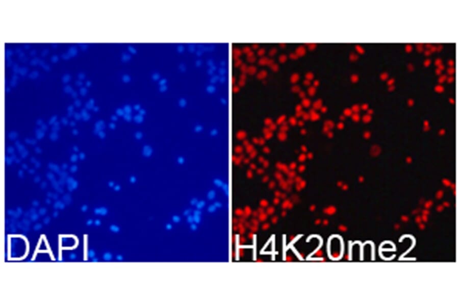 Anti-Histone H4 (Di-Methyl K20) Antibody from Bioworld Technology (BS8450) - Antibodies.com