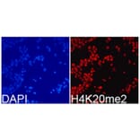 Anti-Histone H4 (Di-Methyl K20) Antibody from Bioworld Technology (BS8450) - Antibodies.com