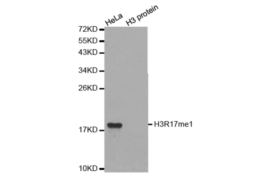 Anti-Histone H3 (Mono-Methyl R17) Antibody from Bioworld Technology (BS8451) - Antibodies.com