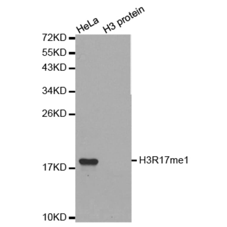 Anti-Histone H3 (Mono-Methyl R17) Antibody from Bioworld Technology (BS8451) - Antibodies.com