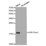 Anti-Histone H3 (Mono-Methyl R17) Antibody from Bioworld Technology (BS8451) - Antibodies.com