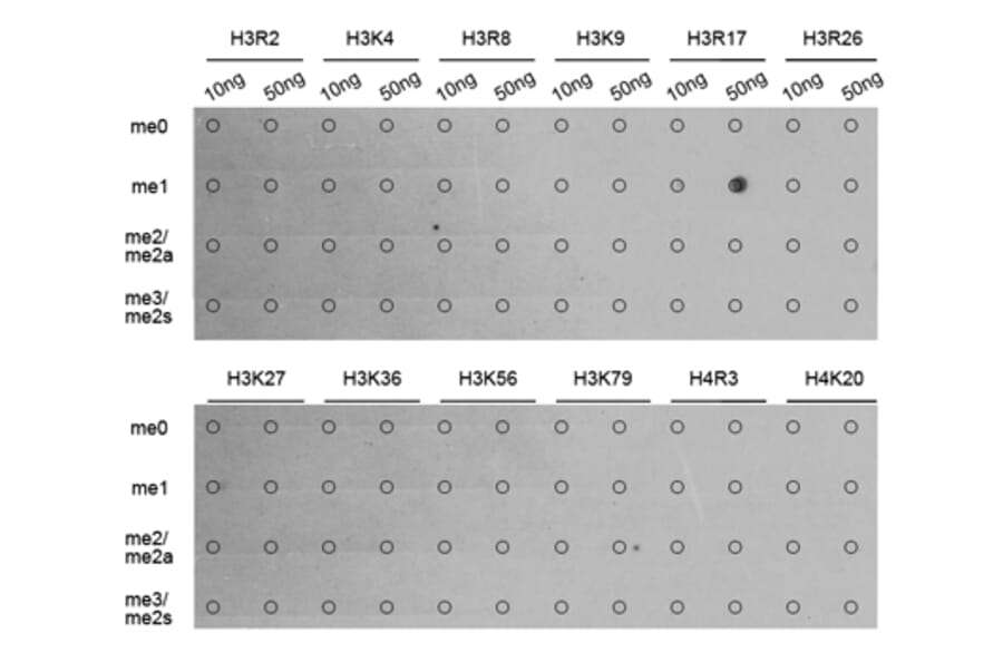 Anti-Histone H3 (Mono-Methyl R17) Antibody from Bioworld Technology (BS8451) - Antibodies.com