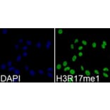 Anti-Histone H3 (Mono-Methyl R17) Antibody from Bioworld Technology (BS8451) - Antibodies.com