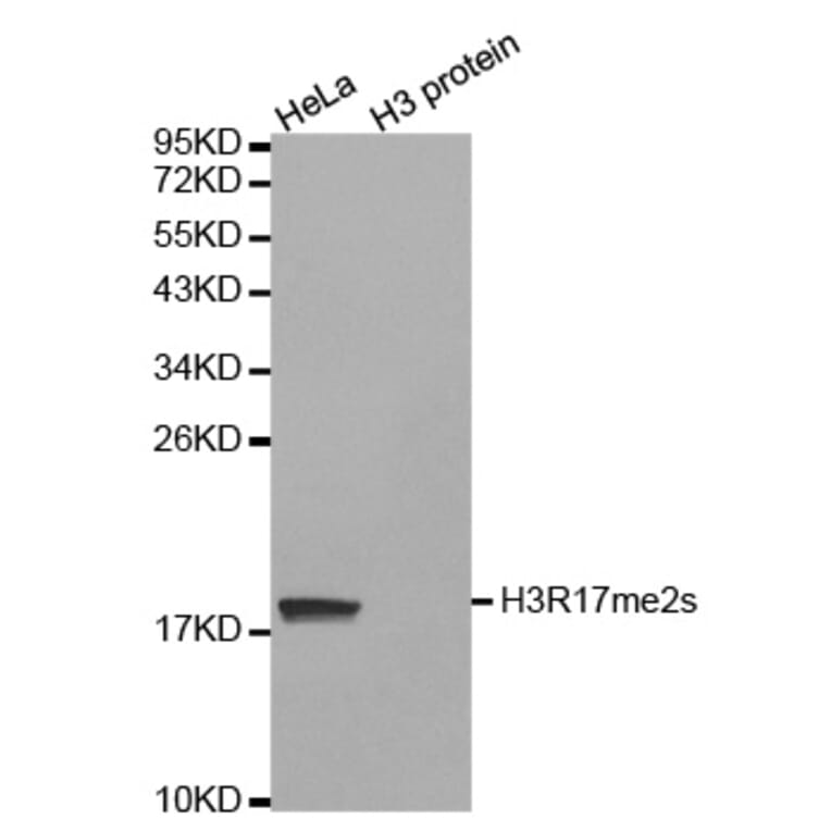 Anti-Histone H3 (sDi-Methyl R17) Antibody from Bioworld Technology (BS8452) - Antibodies.com
