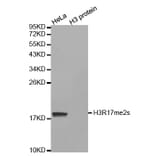Anti-Histone H3 (sDi-Methyl R17) Antibody from Bioworld Technology (BS8452) - Antibodies.com