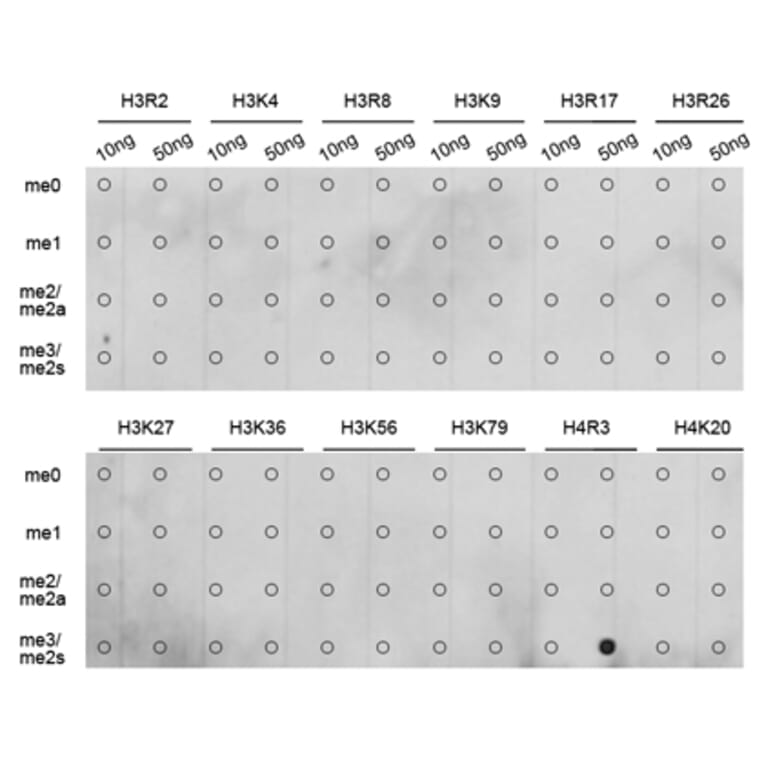 Anti-Histone H4 (sDi-Methyl R3) Antibody from Bioworld Technology (BS8455) - Antibodies.com