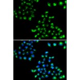 Anti-COPB2 Antibody from Bioworld Technology (BS8663) - Antibodies.com