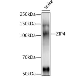 Western Blot - Anti-ZIP4 Antibody (A310000) - Antibodies.com