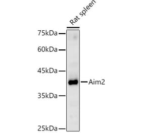 Western Blot - Anti-AIM2 Antibody (A310001) - Antibodies.com