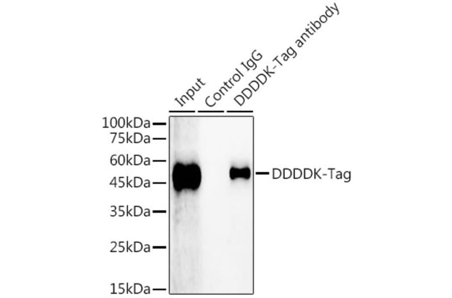 Western Blot - Rabbit IgG - Isotype Control (A310006) - Antibodies.com