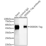 Western Blot - Rabbit IgG [ARC5105-02] - Isotype Control (A310006) - Antibodies.com