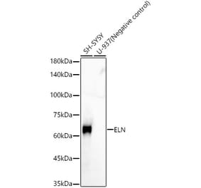 Western Blot - Anti-Elastin Antibody [ARC58662] (A310009) - Antibodies.com