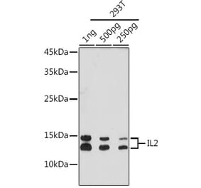 Western Blot - Anti-IL-2 Antibody [ARC5130-01] (A310010) - Antibodies.com