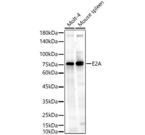 Western Blot - Anti-TCF3 / E2A Antibody (A310013) - Antibodies.com