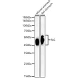 Western Blot - Anti-Filaggrin Antibody [ARC60254] (A310014) - Antibodies.com