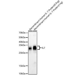 Western Blot - Anti-IL-7 Antibody [ARC57481 + ARC57489] (A310016) - Antibodies.com