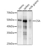 Western Blot - Anti-CSA Antibody (A310023) - Antibodies.com