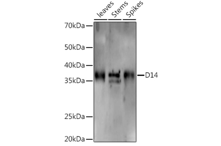 Western Blot - Anti-D14 Antibody (A310024) - Antibodies.com