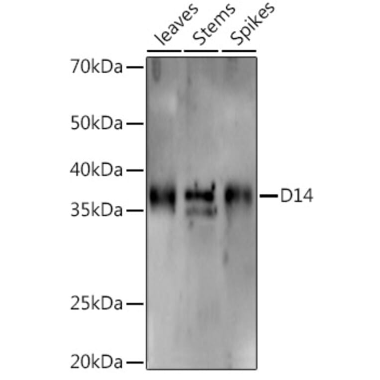 Western Blot - Anti-D14 Antibody (A310024) - Antibodies.com