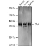 Western Blot - Anti-D14 Antibody (A310024) - Antibodies.com