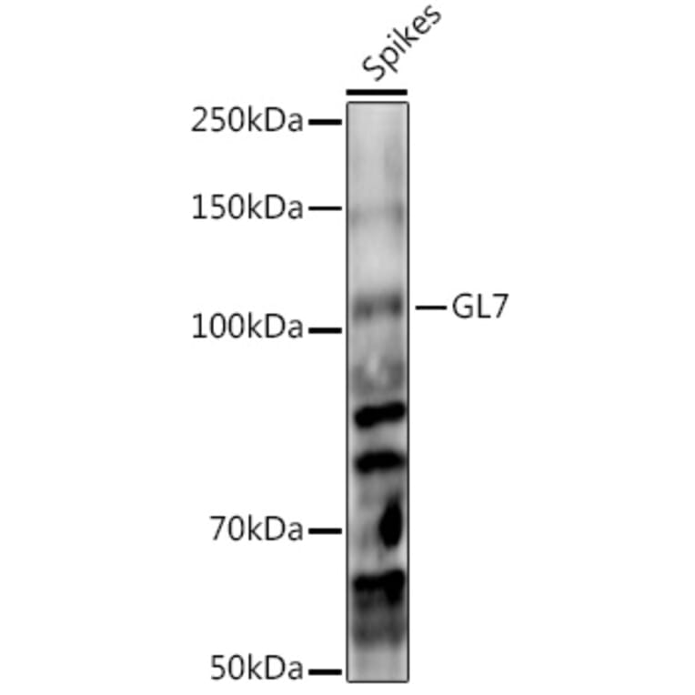 Western Blot - Anti-GL7 Antibody (A310030) - Antibodies.com