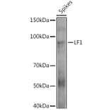 Western Blot - Anti-HOX10 Antibody (A310033) - Antibodies.com