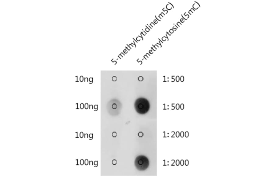 Dot Blot - Anti-5-Methylcytosine/5mC Antibody (A310037) - Antibodies.com