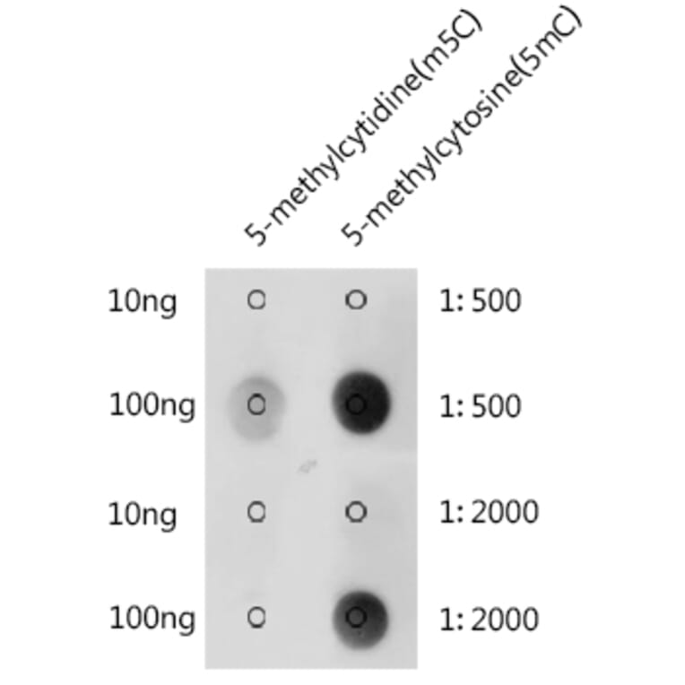 Dot Blot - Anti-5-Methylcytosine/5mC Antibody (A310037) - Antibodies.com