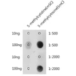Dot Blot - Anti-5-Methylcytosine/5mC Antibody (A310037) - Antibodies.com