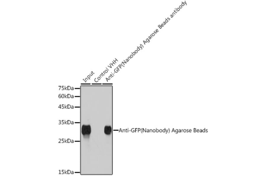 Western Blot - Anti-GFP Nanobody (Agarose Beads) (A310038) - Antibodies.com