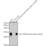 Western Blot - Anti-GFP Nanobody (Agarose Beads) (A310038) - Antibodies.com