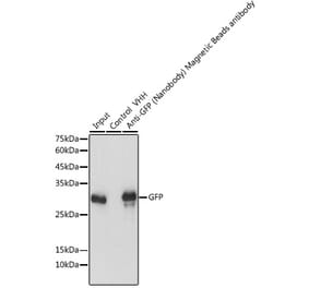 Western Blot - Anti-GFP Nanobody (Magnetic Beads) (A310039) - Antibodies.com