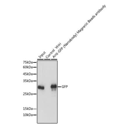Western Blot - Anti-GFP Nanobody (Magnetic Beads) (A310039) - Antibodies.com