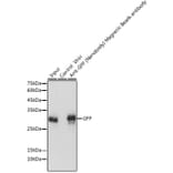 Western Blot - Anti-GFP Nanobody (Magnetic Beads) (A310039) - Antibodies.com