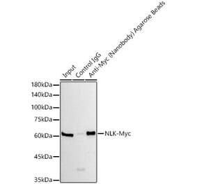 Western Blot - Anti-GFP Nanobody (Agarose Beads) (A310040) - Antibodies.com