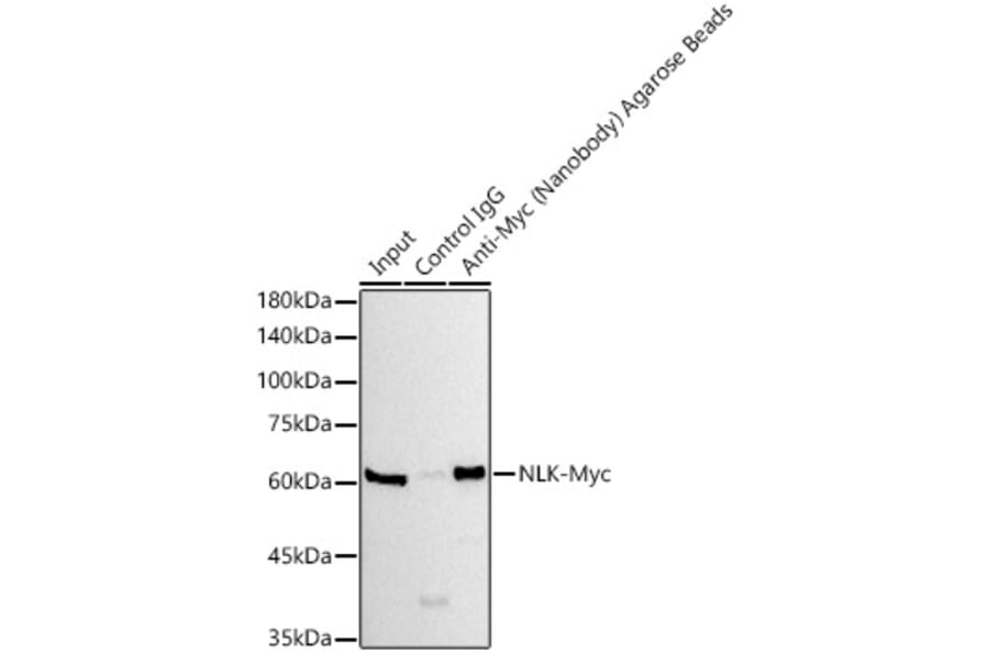 Western Blot - Anti-GFP Nanobody (Agarose Beads) (A310040) - Antibodies.com