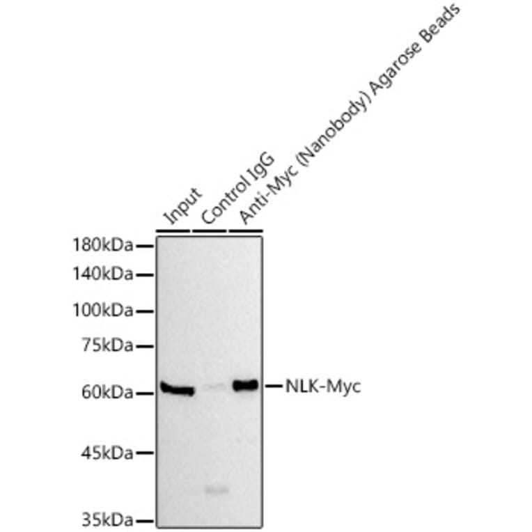 Western Blot - Anti-GFP Nanobody (Agarose Beads) (A310040) - Antibodies.com