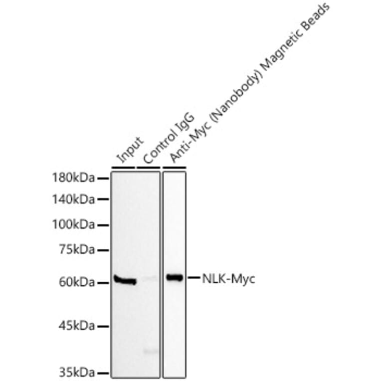 Western Blot - Anti-GFP Nanobody (Magnetic Beads) (A310041) - Antibodies.com