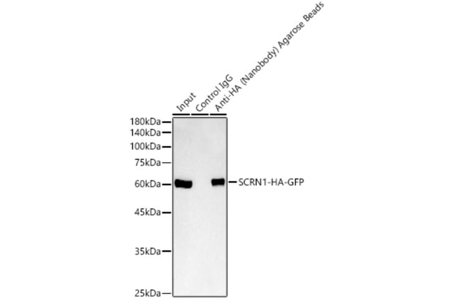 Western Blot - Anti-HA Nanobody (Agarose Beads) (A310045) - Antibodies.com