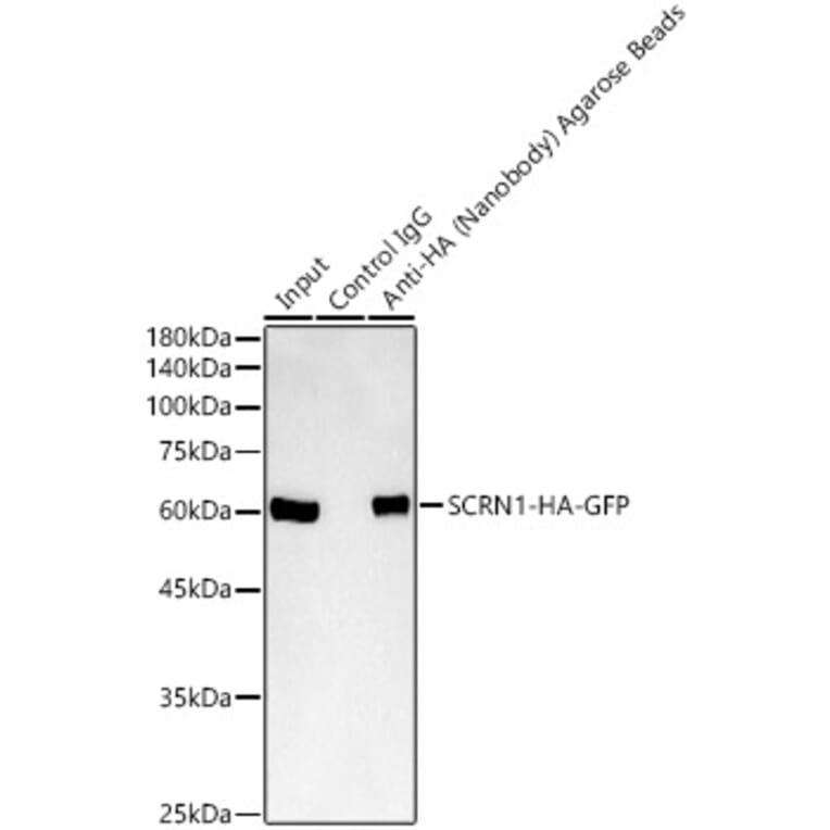 Western Blot - Anti-HA Nanobody (Agarose Beads) (A310045) - Antibodies.com