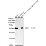 Western Blot - Anti-HA Nanobody (Agarose Beads) (A310045) - Antibodies.com