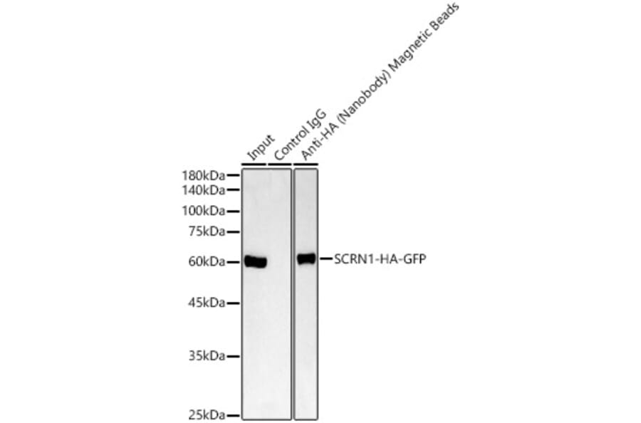 Western Blot - Anti-HA Nanobody (Magnetic Beads) (A310046) - Antibodies.com