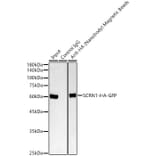 Western Blot - Anti-HA Nanobody (Magnetic Beads) (A310046) - Antibodies.com