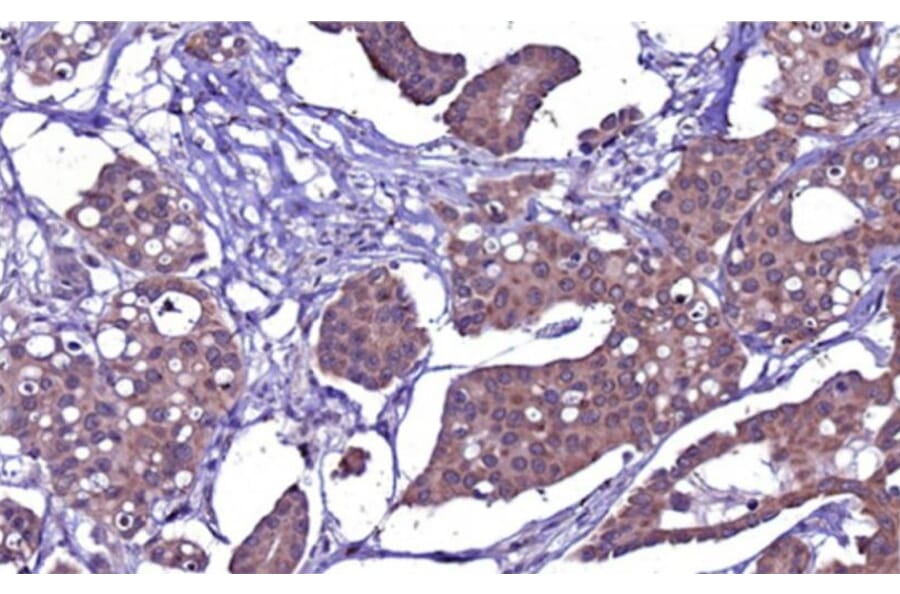 Immunohistochemistry - Anti-PAX3 Antibody [PAX3/8426] - BSA and Azide free (A316851) - Antibodies.com
