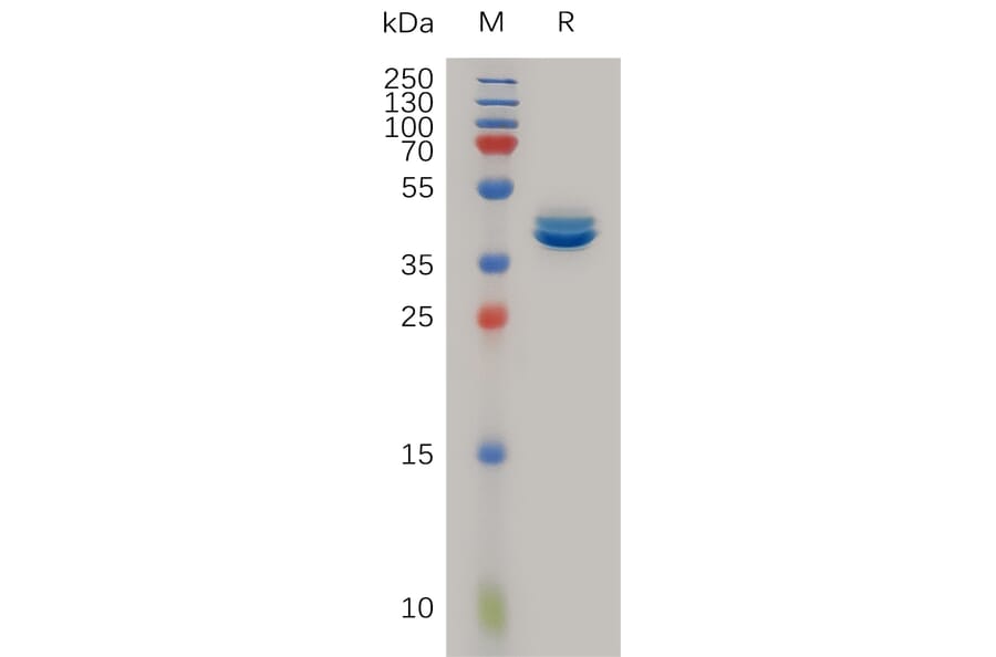 SDS-PAGE - Recombinant Human MCP1 Protein (Fc Tag) (A317238) - Antibodies.com
